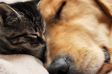 Cute Dog And Kitten Wallpaper Images