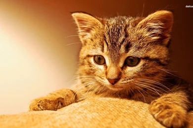 Cute Kitten Wallpapers   Animal Wallpapers