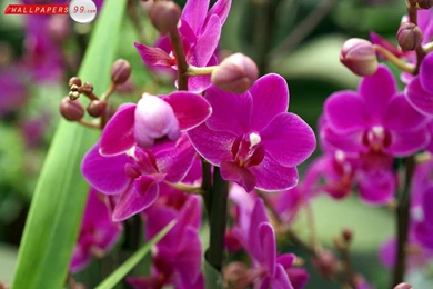 Wallpaper, Graphic, And Vector: Orchid Flower Wallpapers