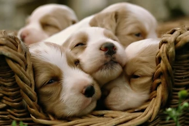 Wallpapers Desktop Cute Puppy Pictures Website Desktop Cute Puppy ...