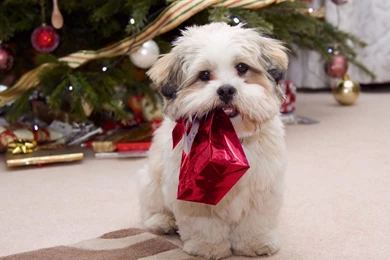 Christmas Wallpapers/cute Puppy With Present/ Free HD Desktop ...