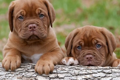 Desktop images of cute puppies for free download.jpg