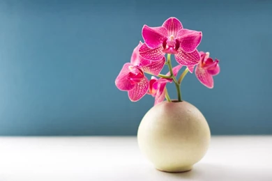 Orchid Flower Wallpapers Lepi
