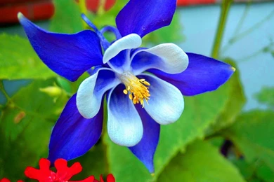 Orchid Flower Image HD Wallpapers Stock Photos Free Download