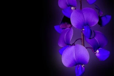 Blue Orchid Flower Wallpapers HD Wallpapers