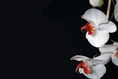 Wallpapers Orchid Flowers Image