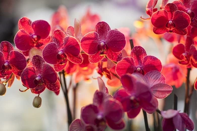 Flowers Wallpapers And Wallpapers Download