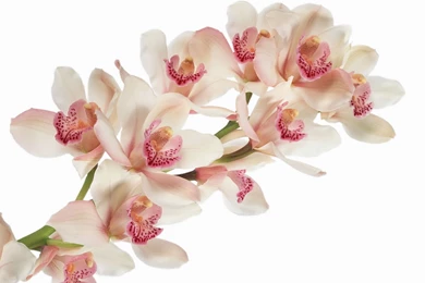 Wallpapers Orchid Flowers Image