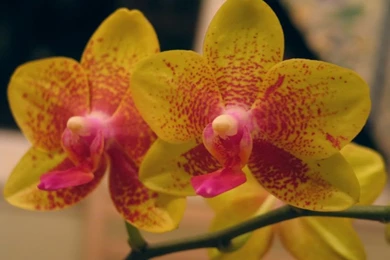 Beautiful Flowers Wallpapers 2   Crazy Frankenstein