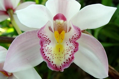 Orchid Flower Wallpapers Flower Wallpapers