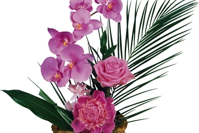 Wallpapers Orchid Flowers Image