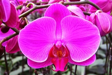 Flower HD Wallpapers