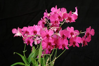 Wallpapers Orchid Flowers Image