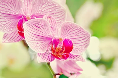 Orchid Flower Image HD Wallpapers Stock Photos Free Download
