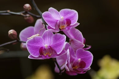 Pic New Posts: Wallpapers Hd Orchidee