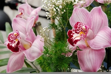 Orchid Flowers Wallpapers Quotes. QuotesGram