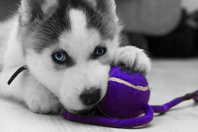 Puppy Cute Husky Puppy   PowerballForLife