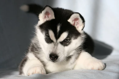 Siberian Husky Puppies Wallpapers   Wallpaper.