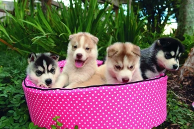 Free Siberian Husky Puppies Wallpapers HD