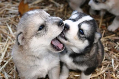 Siberian Husky Puppies Wallpapers 4