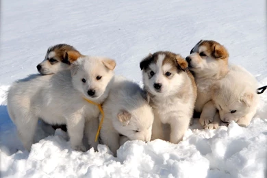 Cute Siberian Husky Puppy WallpaperPrepaid Expo   PowerballForLife