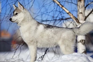 Siberian Husky Puppy Wallpapers   Animal Wallpapers