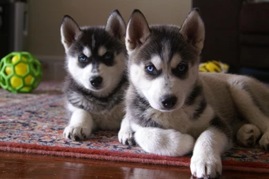 Cutest Siberian Husky Puppy Pictures And Wallpapers ImgStocks Com ...