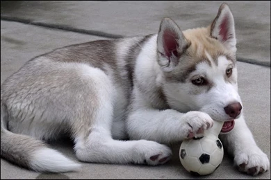 Siberian Husky Puppy HD Wallpapers