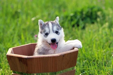 Siberian Husky Puppies (id: 67793) – BUZZERG