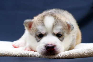 Siberian Husky Puppies   Wallpapers