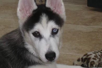 Siberian Husky Puppy >> HD Wallpaper, Get It Now!