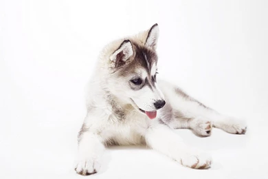 Siberian Husky Puppy Wallpapers   Animal Wallpapers