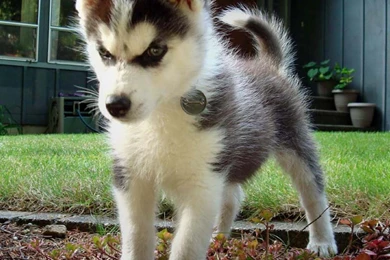 Free Wallpapers Miniature Siberian Husky Puppy