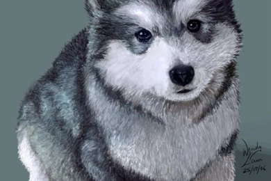 Top Husky Background Images For Pinterest