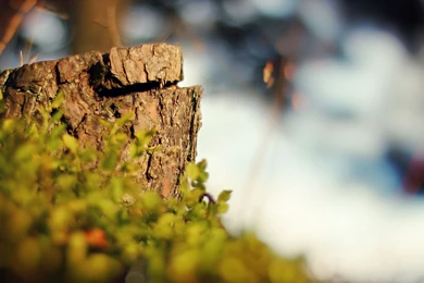 Hd Wallpapers Nature 1080P 1967565