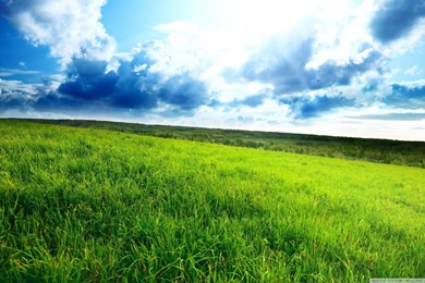 Field HD Wallpapers