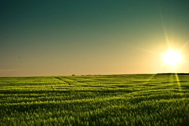 Gallery For   Grain Field Wallpapers