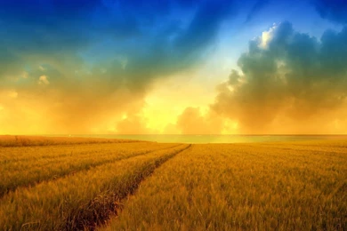 Wheat Field Wallpapers   Nature Wallpapers