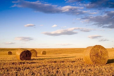 Field Of Wheat HD Wallpapers