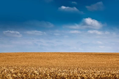 Barley Field Wallpapers   Nature Wallpapers