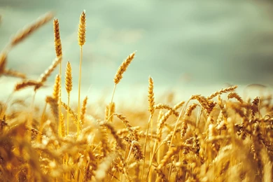 Wheat Field Desktop Wallpapers, Wheat Field Backgrounds, New ...
