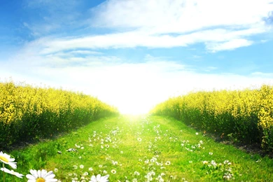 Green Field Wallpapers And Images   Wallpapers, Pictures, Photos