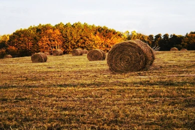 Field Computer Wallpapers, Desktop Backgrounds