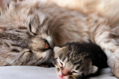 Free Download Wallpapers Puppies Kittens Free For Personal Desktop ...