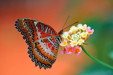 Butterfly On Flower Full HD Wallpapers