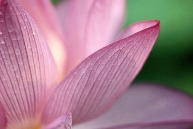 Flower Pink Wallpapers HD Wallpapers