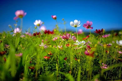 Summer Wallpapers HD Download Backgrounds • IPhones Wallpapers