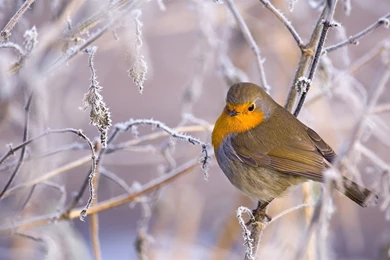 Bird In The Cold Winter Wallpapers