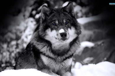 Wolf In Winter Wallpapers   Animal Wallpapers