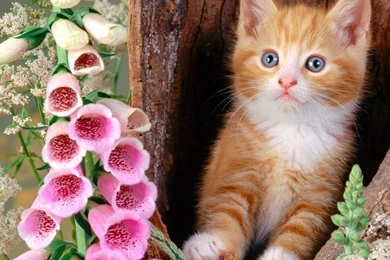 Cute Cat Wallpapers Free Download